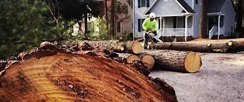 Best Tree Health Inspection  in Louisville, GA