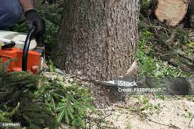 Best Hazardous Tree Removal  in Louisville, GA