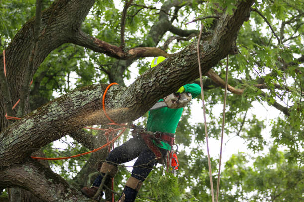 Best Utility Line Clearance  in Louisville, GA