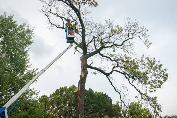 Best Firewood Processing and Delivery  in Louisville, GA